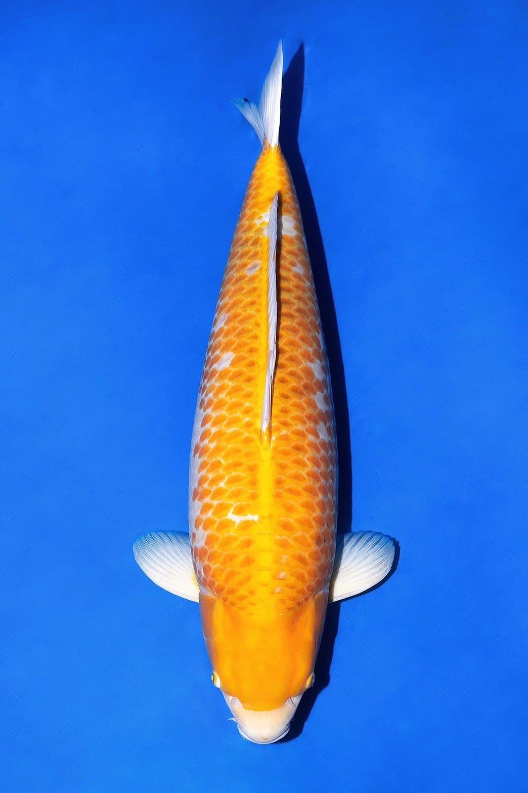 Golden Corn FS-002
